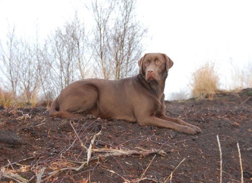 dog hunting hunting dog