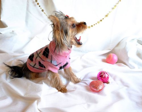 dog yorkshire terrier new year's eve
