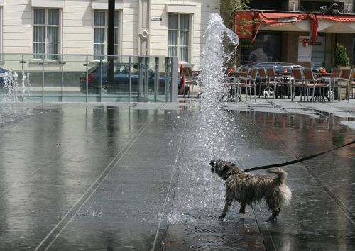 dog water animal