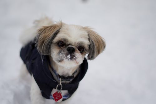 dog snow winter