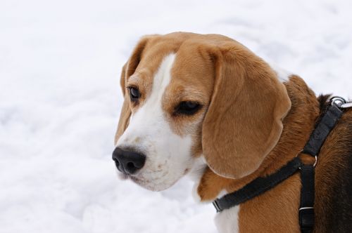 dog beagle winter