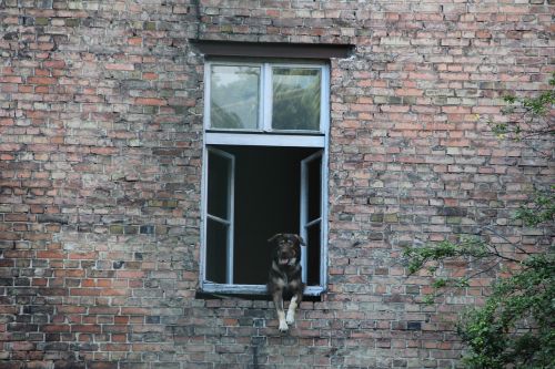 dog window kamienica