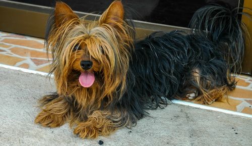 dog yorkshire terrier lying dog