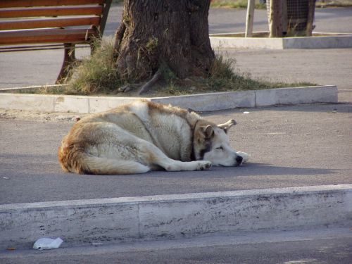 dog sleep road