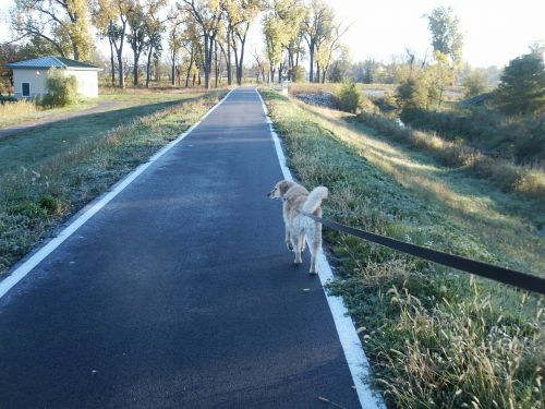 dog walking leash