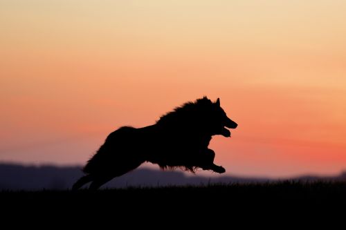 dog sunset belgian shepherd dog