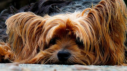 dog yorkshire terrier lazy dog