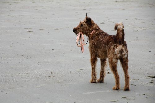 dog beach leash