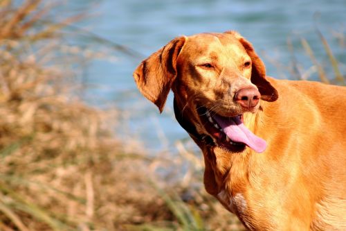 dog water lake