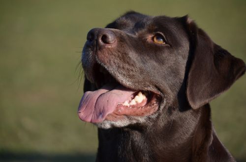 dog happy face