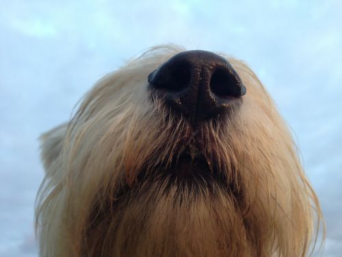 dog nose black