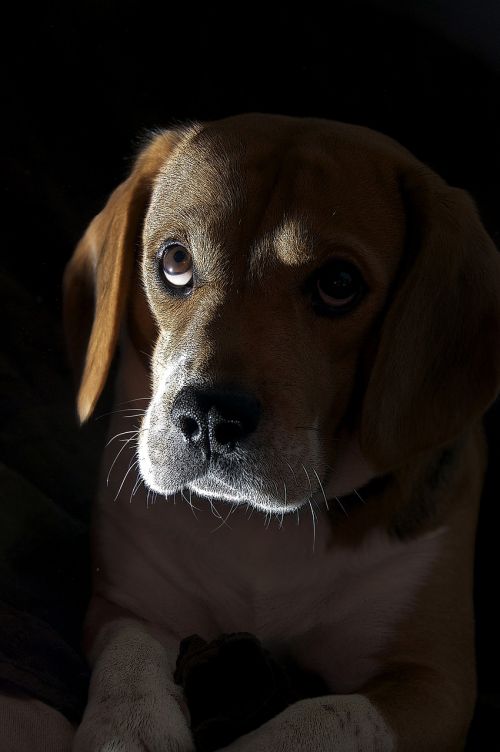 dog animal portrait