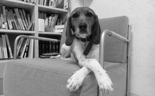 dog beagle sitting