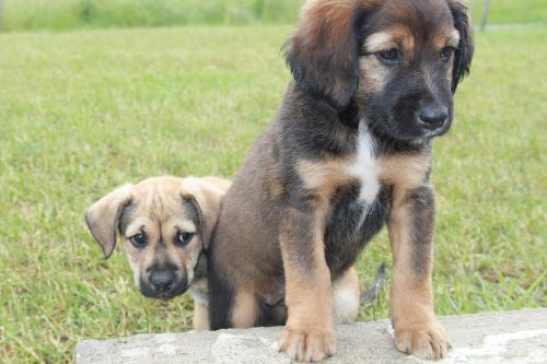 dog animal meadow