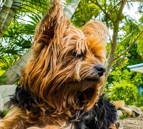 dog yorkshire terrier vigilant dog