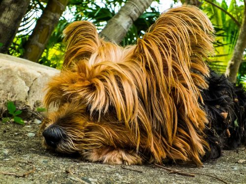 dog yorkshire terrier lazy dog