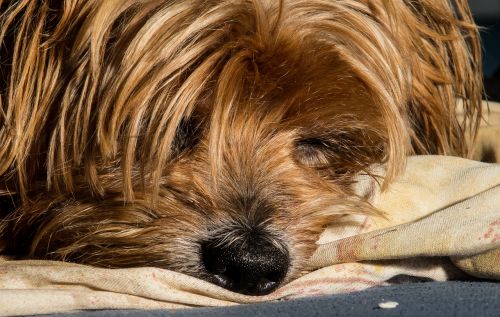 dog yorkshire terrier lazy dog