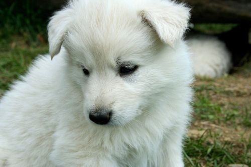 dog puppy white