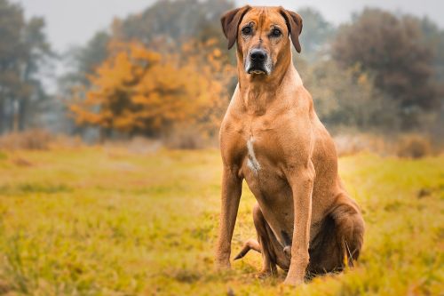 dog rhodesian ridgeback animal