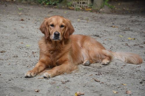 dog golden summer