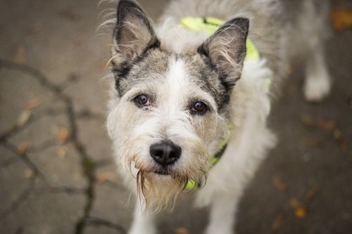 dog park canine