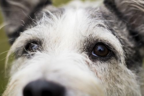 dog eyes canine