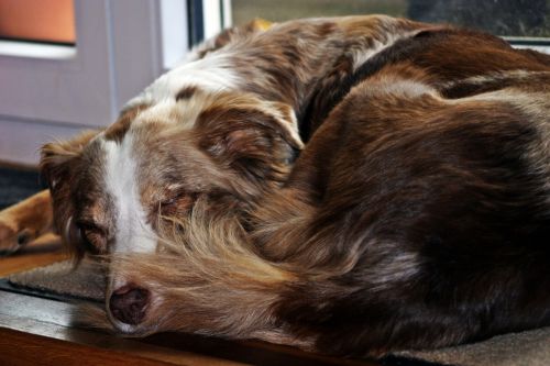 dog sleeping australian shepherd