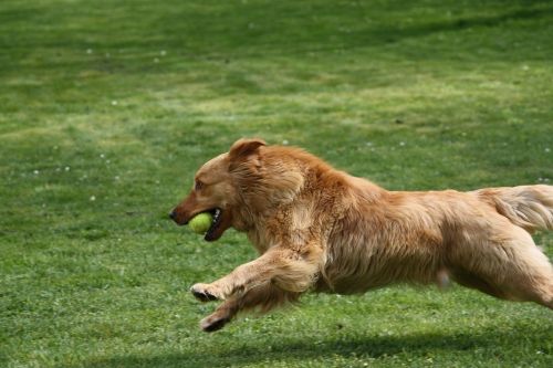 dog ball runs