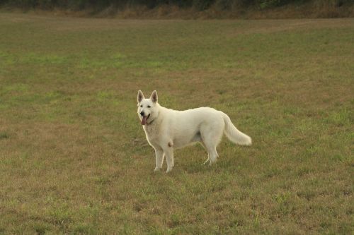 dog field animal