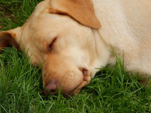 dog sleep grass