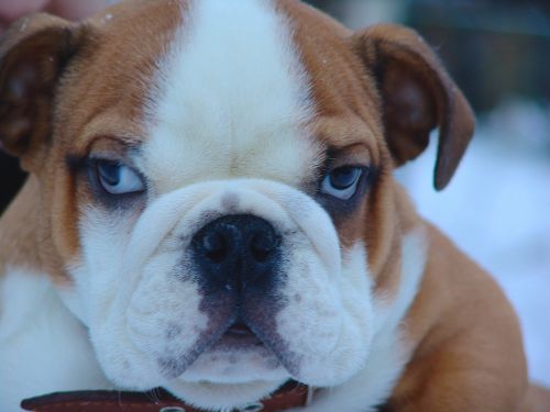 dog english bulldog pets