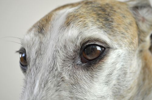 dog dog eyes view