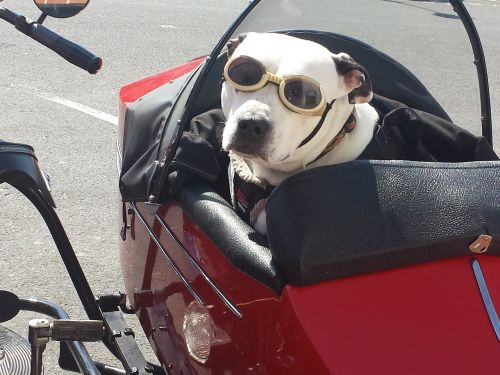 dog motorcycle animal