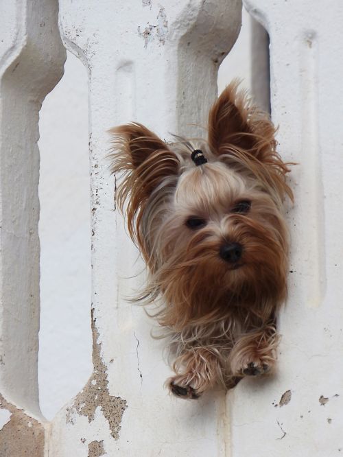 dog yorkshire terrier have a look