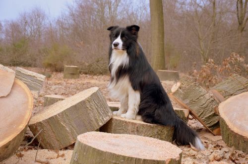 dog border collie british sheepdog