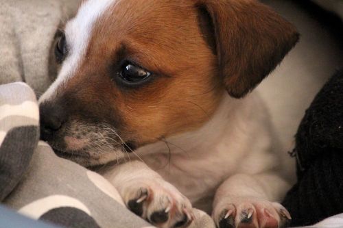 dog puppy jack russell