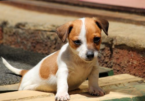 dog puppy jack russell