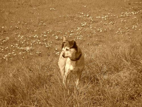 dog terrier attentive dog