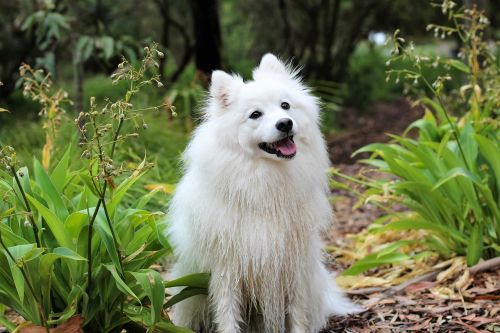 dog puppy spitz