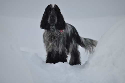 dog spaniel winter