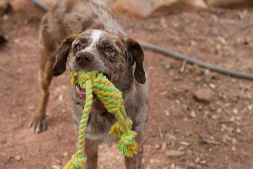 dog play tug