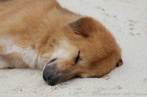 dog beach sleep