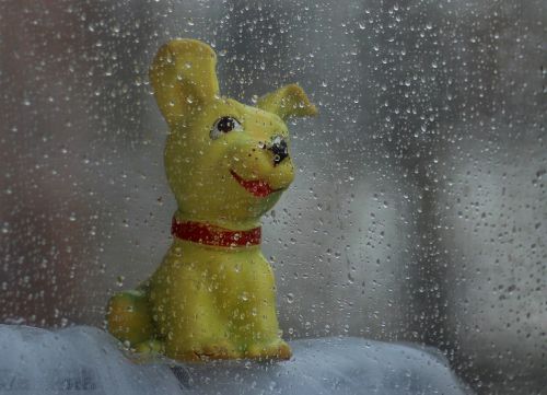 dog toy rain