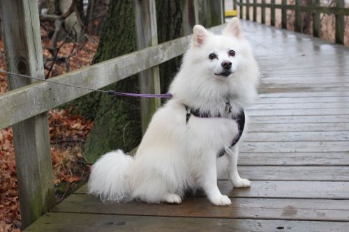 dog american eskimo animals