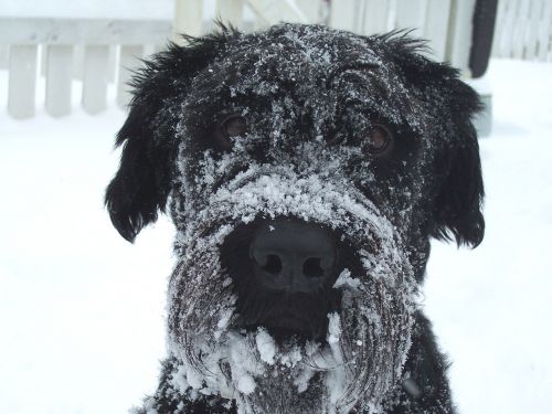 dog winter snow