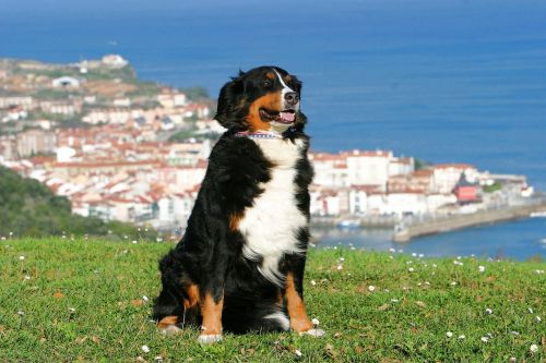 dog berner sennen dog spain