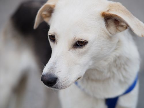 dog portrait white dog