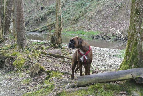 dog boxer nature