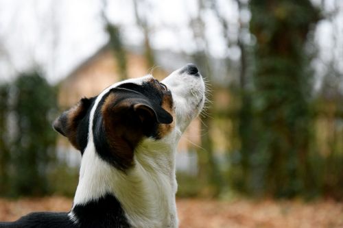 dog head autumn