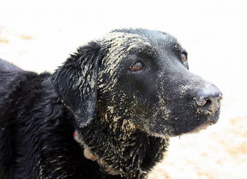 dog labrador sand